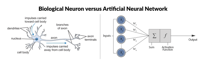 biologicalVsArtificialNeuron