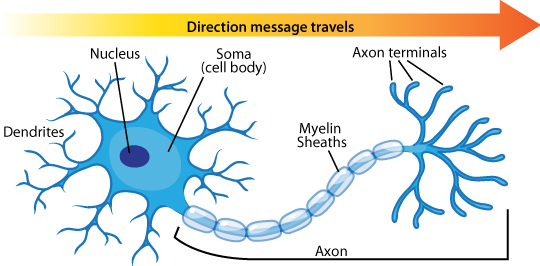 neuron_anatomy